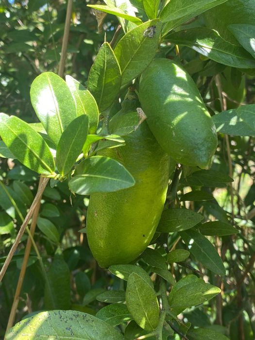 Limão caviar verde