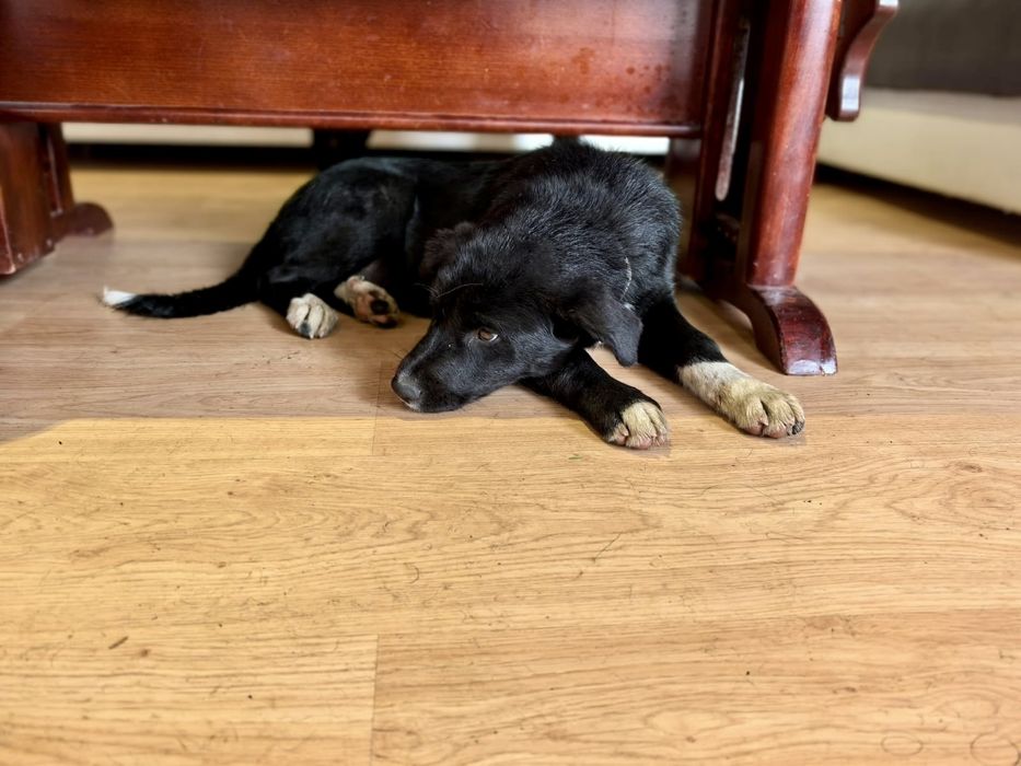 ALBA. 5 mięs. Cudowna subtelna w sunia