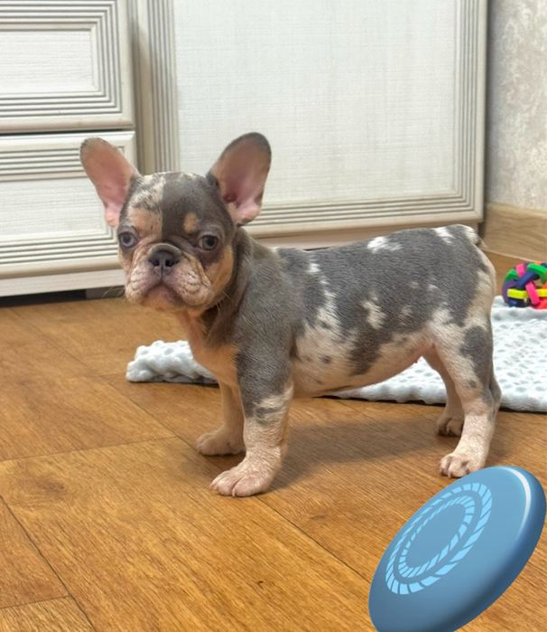 Цуценята за яких не соромно! Доставка! Розплідник