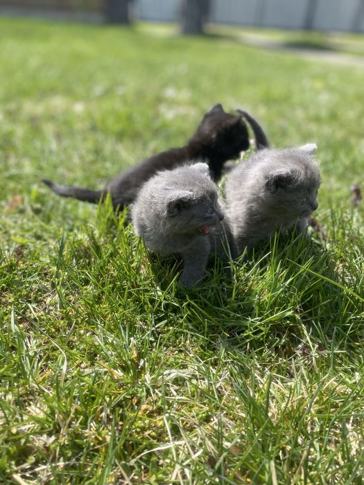 Віддам кошенят у добрі руки