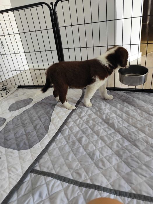 Border collie. Suczka brązowo-biała. Szczeniak