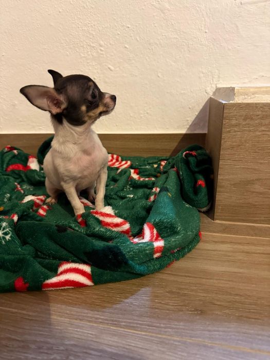 Chihuahua Tricolor Macho