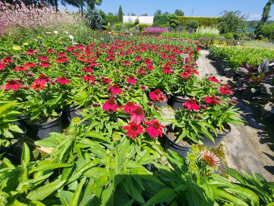 JEŻÓWKA  (Echinacea Moench) , Jeżówki