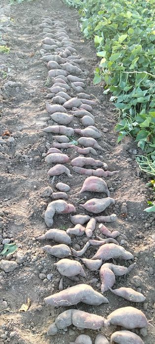 Batatas doces á venda barata e caseira.