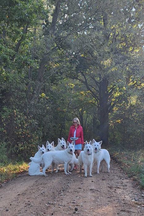 Biały owczarek szwajcarski piesek od szkoleniowca !