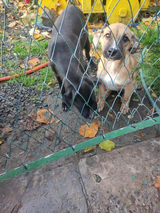 Цуценята в добрі руки