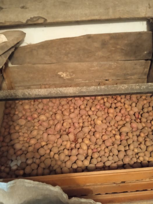 Картопля кормова Оліївка