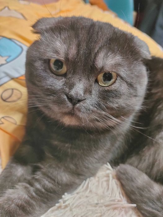 Шотландские котята продам