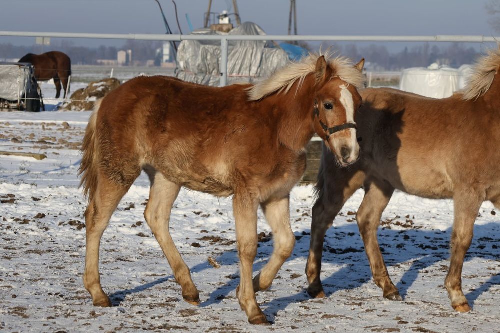Klacz rasy haflinger