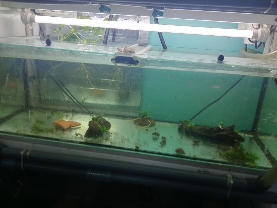 Bateria aquário criação