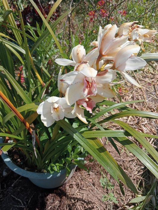 Orquídea pérola grande 2€ cada muda