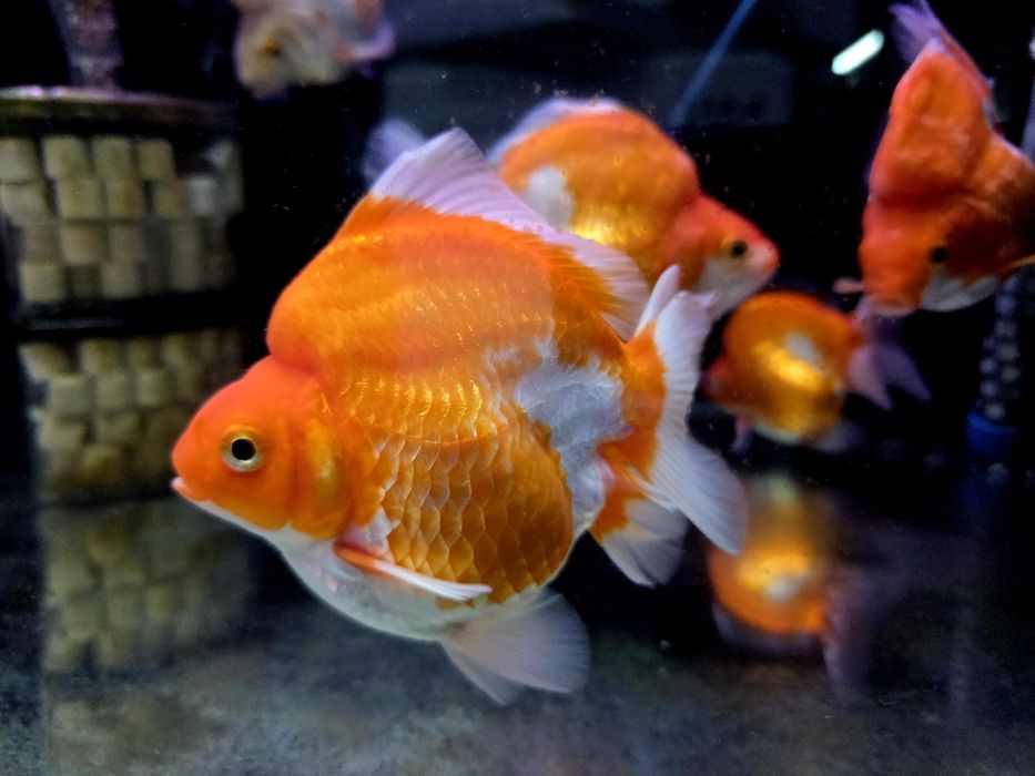 Welonka ryukin red and white broad tail (PROMOCJA)