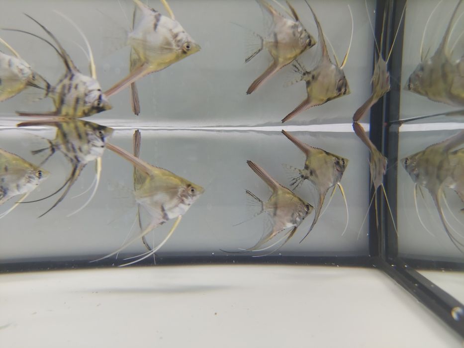 Sprzedam skalara skalary