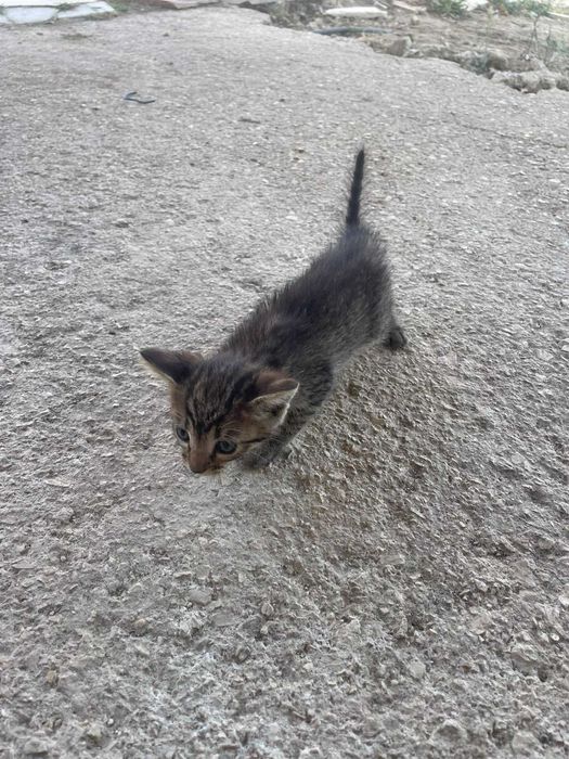 Gatinhos para adoção