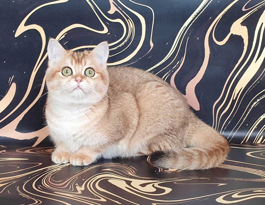 Золотая зеленоглазая кошечка