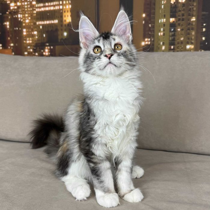 Клубный котенок Мейн-Кун в серебряном окрасе. Девочка