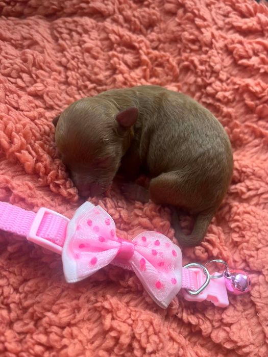 Dziewczynka pudel Toy - miniaturka Red