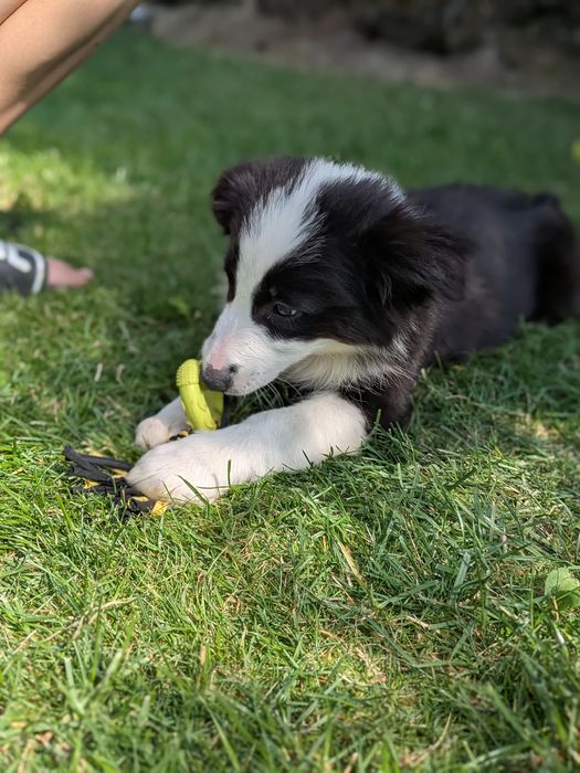 Border Collie Suczka Badania Genetyczne