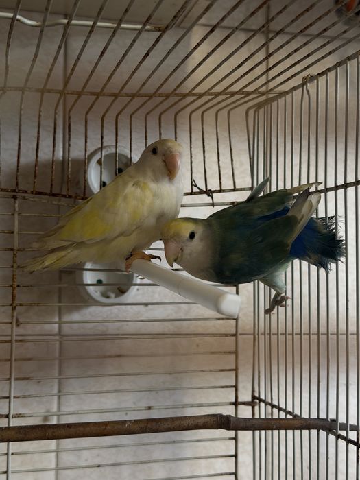 Agapornis de todos os estilos!