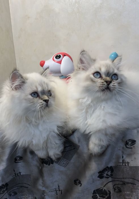 Шотландские голубоглазые котята