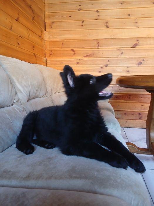 Девочка немецкой овчарки