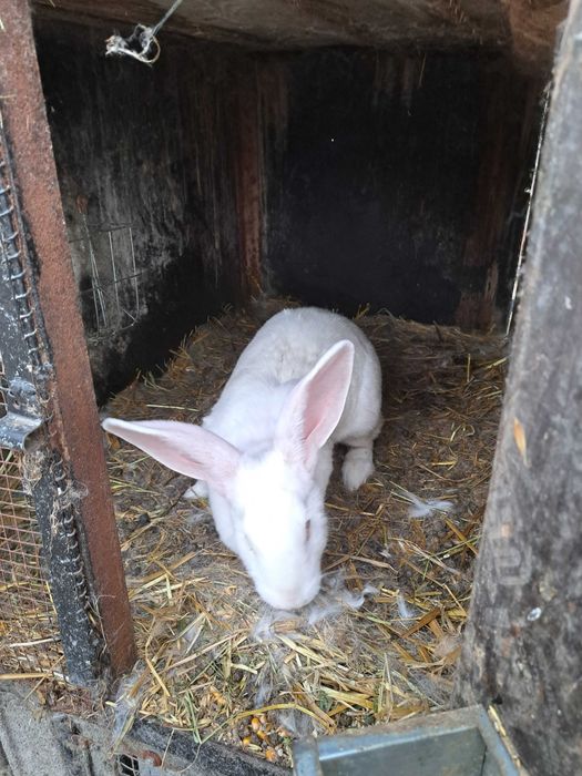 Kroliki samce samice