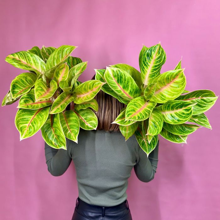 aglaonema rose parakeet