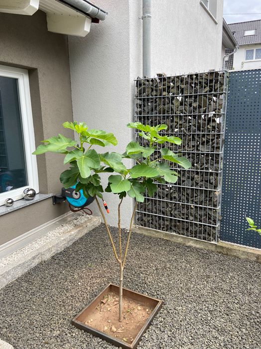 Tegão para transporte de uvas