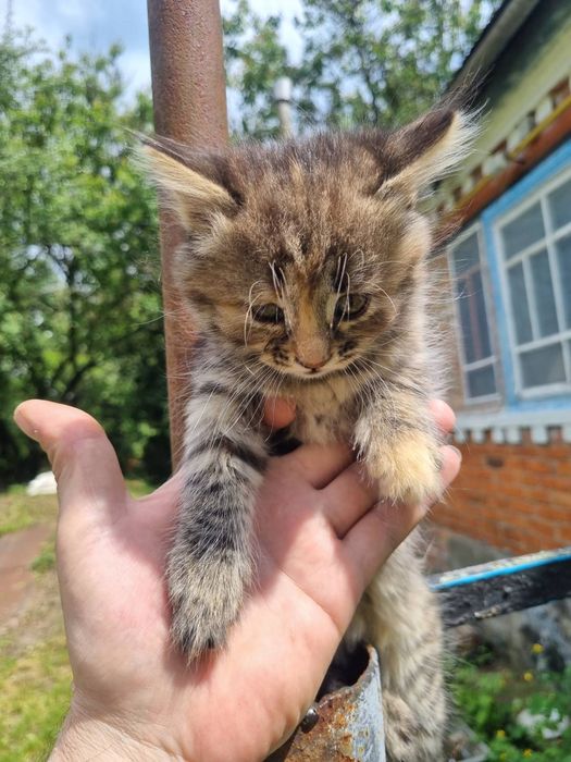 Віддаю чудових кошенят.