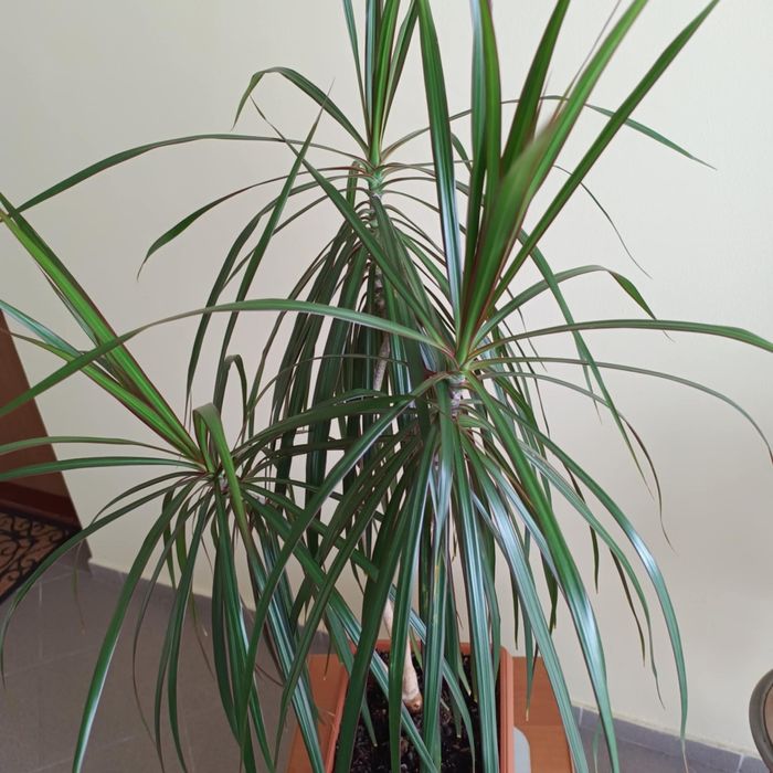 Dracena Marginata. Ponad metr wysoka. Koziegowy  OLX.pl
