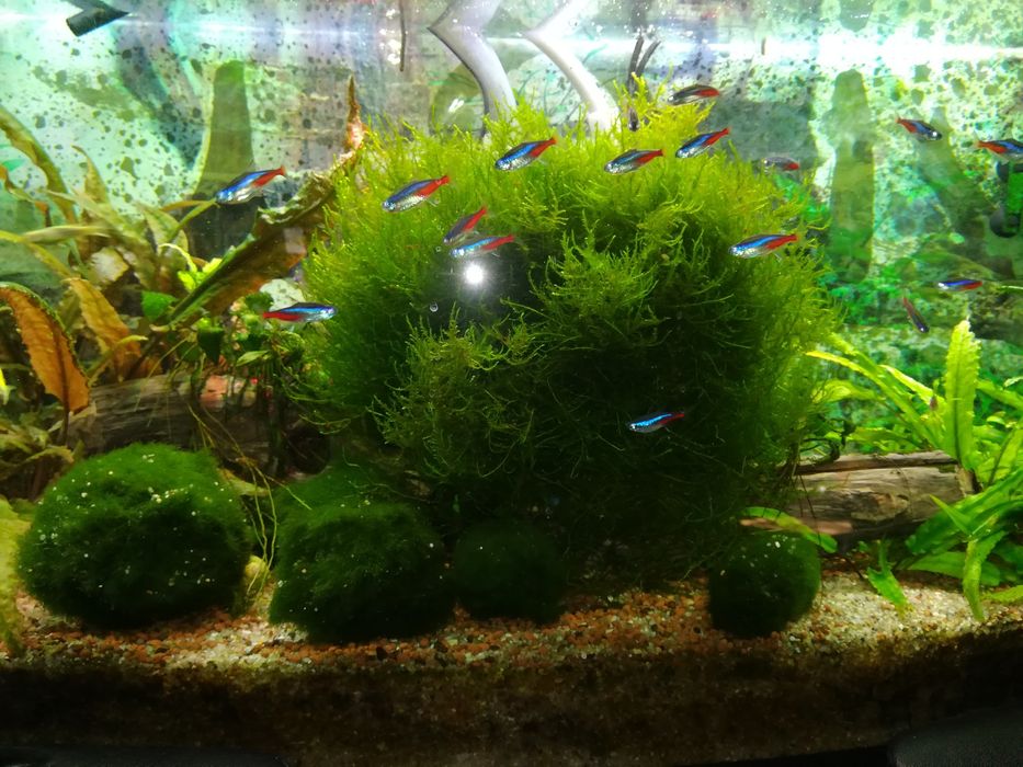 Oddam Ogromna kępa mchu java