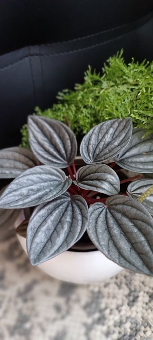 Продам набір діток пеперомій