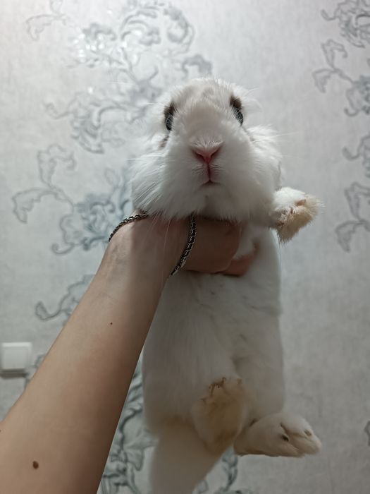 Кролик, хлопчик, з кліткою, та горщиком.