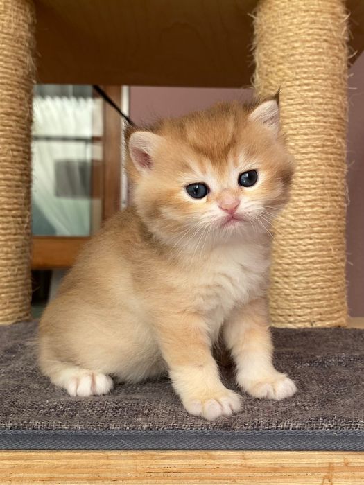 Gato British Shorthair Golden