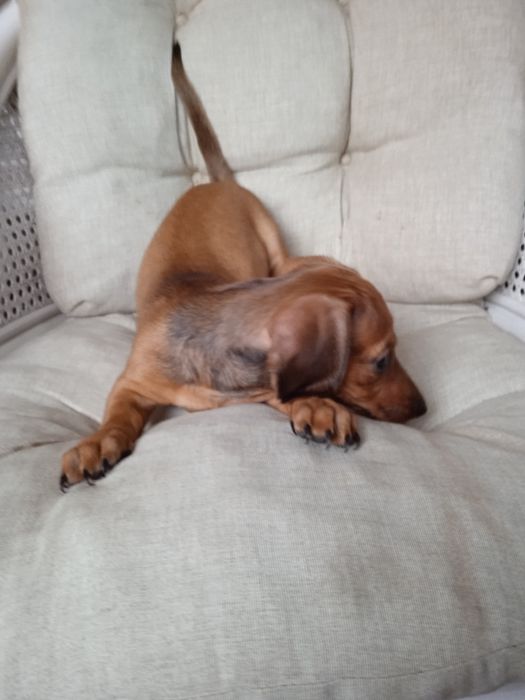 Jamnik krótkowłosy