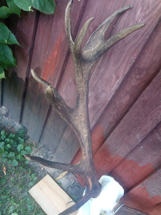 Poroże rogi byk jeleń piękny medalowy wieniec