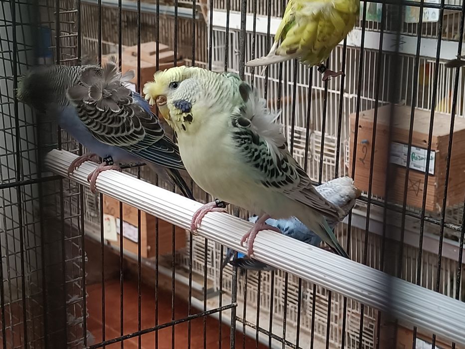 Tenho vários periquitos hagoromos e portadores