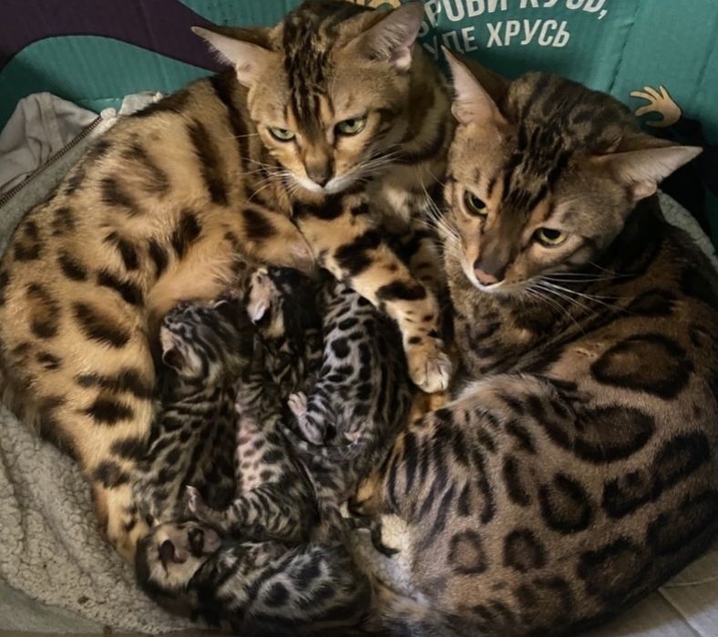 Бенгальські кошенята
