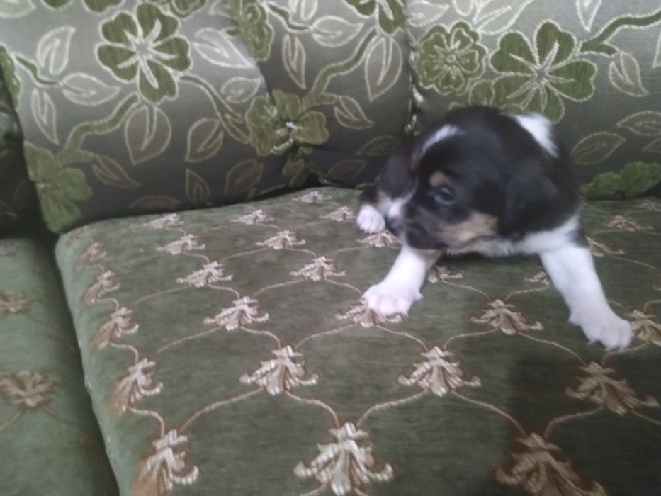 Віддамо ціценят в хороші руки