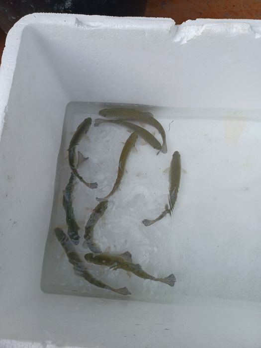 Palia , Pstrąg , Sandacz , Okoń , Jesiotr.