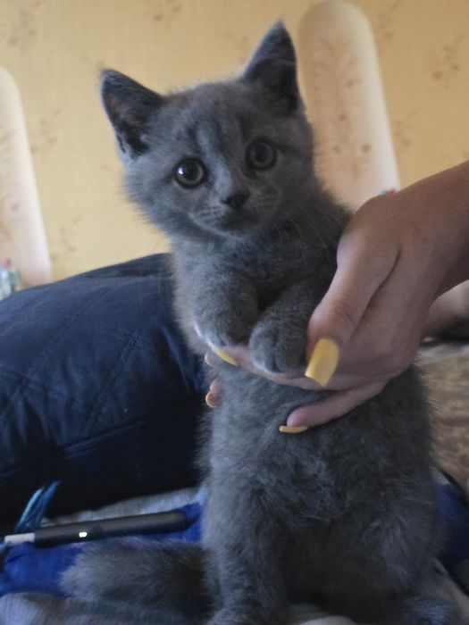 Кошеня скотіш страйт