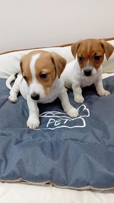 Jack Russell terrier suczka