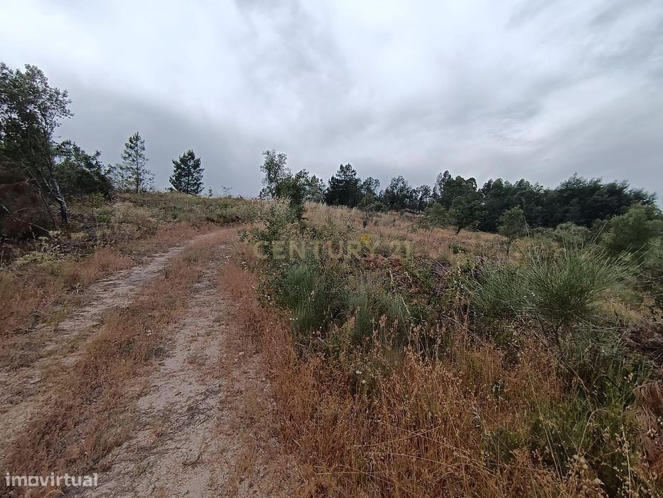 Terreno rustico com 9680 m2, em Palvarinho ( Barroca do Rato )