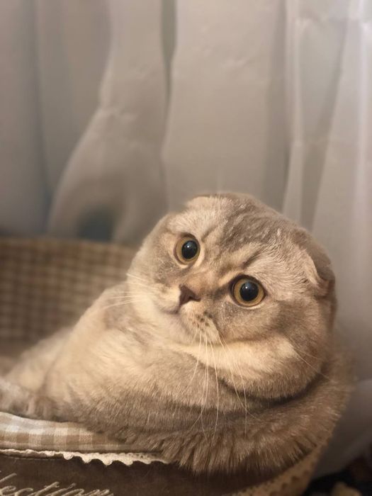 Вязка. Шотландский кот