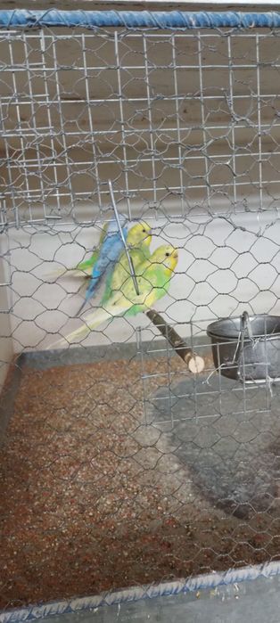 Klatka dla papug duża 6 w 1