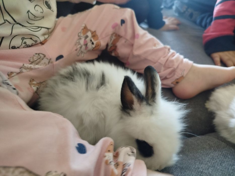 Króliki  miniaturki