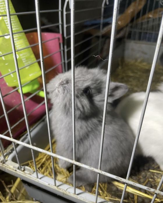 Coelhos anoes muito bonitos alguns de olhos azuis