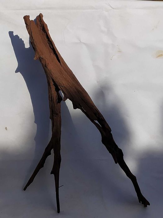 Korzeń mangrowca o ciekawym kształcie-duży