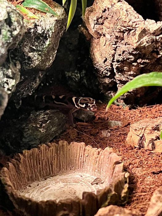 Coleonyx Miratus z terrarium