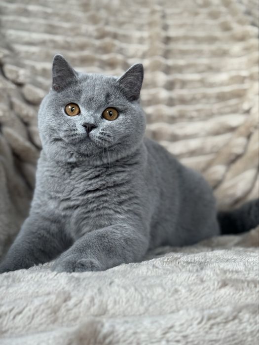 Koty brytyjskie,rodowod WCF